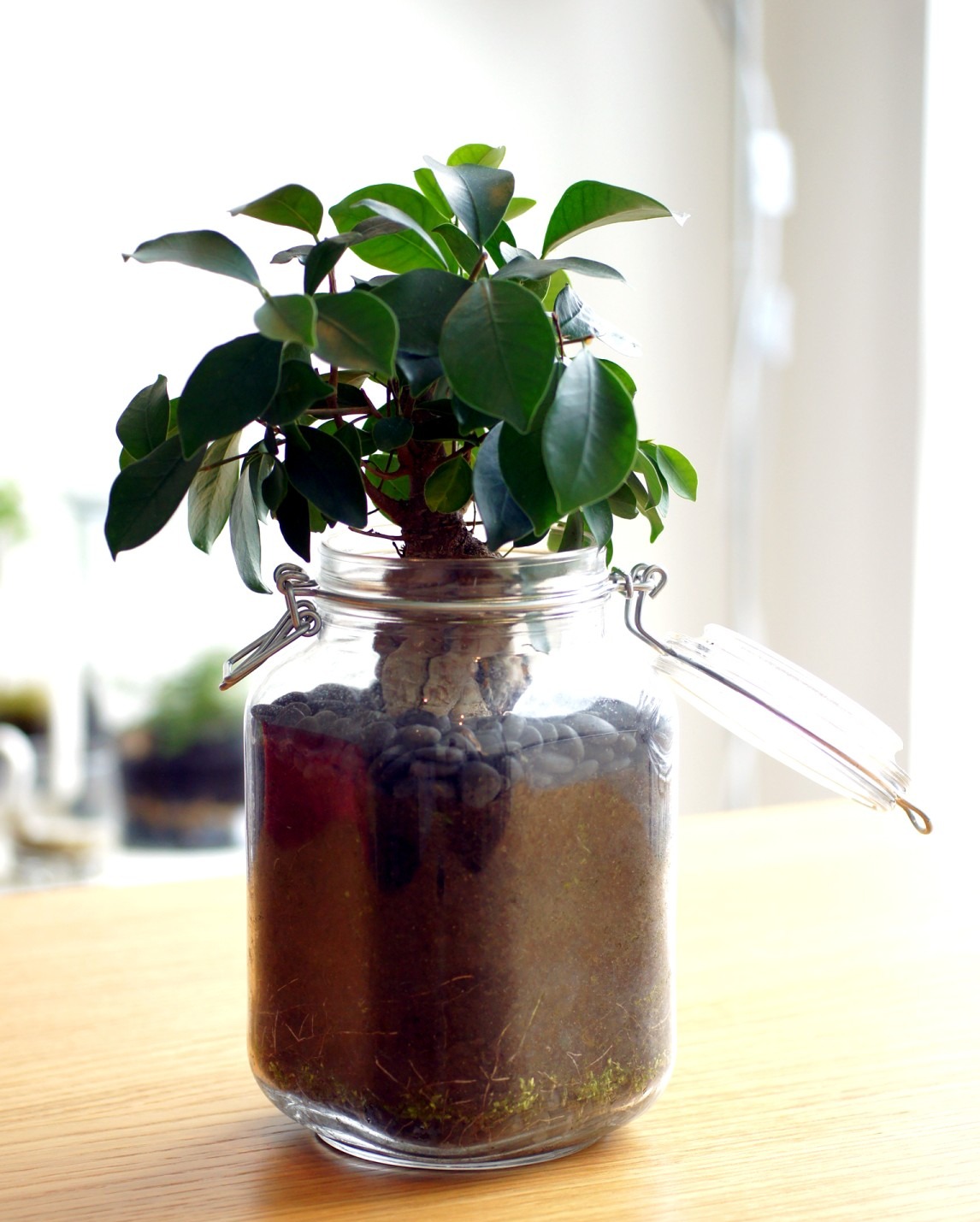 Ficus bonsai in a clip-top glass jar